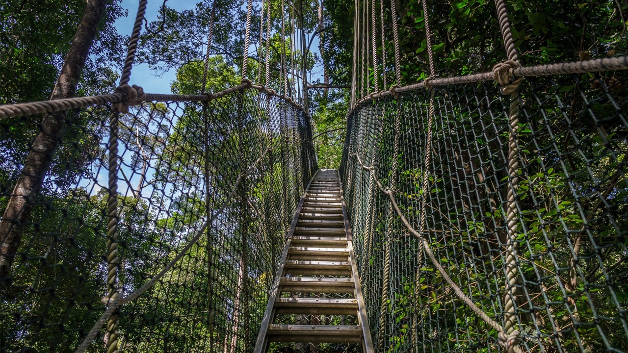 Treetop Walkway