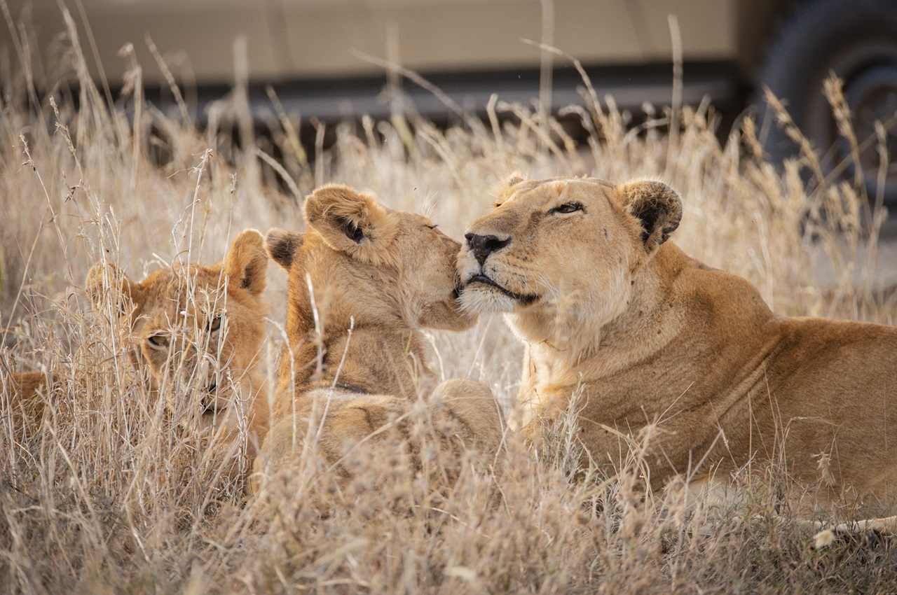 7-Day Tanzania Camping Safari Adventure