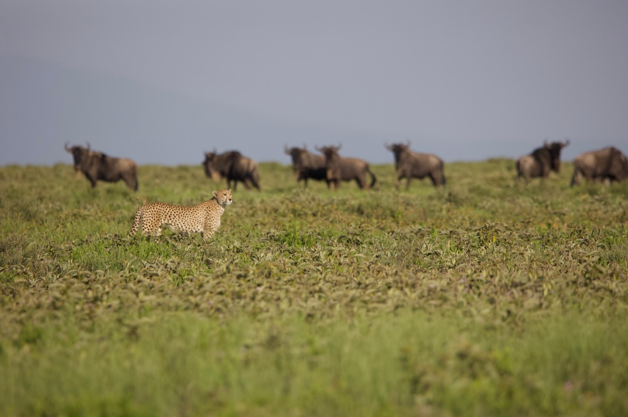 3 Days Amazing Safari Serengeti and Ngorongoro Crater 