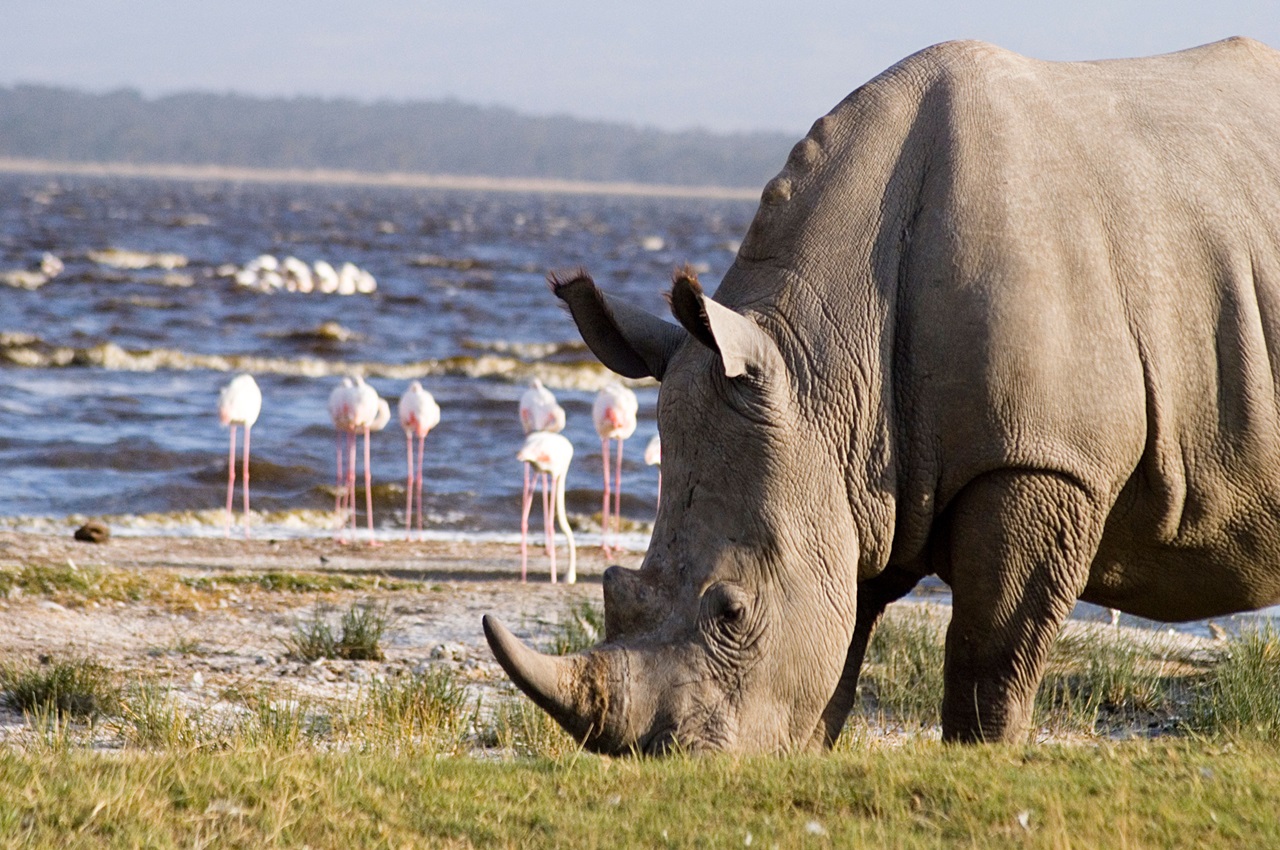 4-Day Discover Tarangire, Serengeti & Ngorongoro Crater