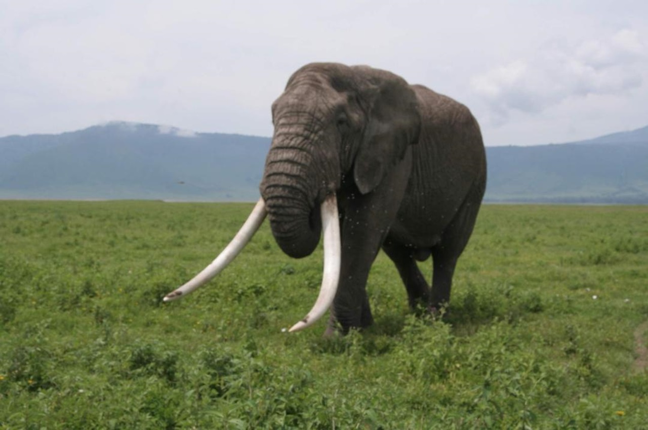 6-Day Memorable Luxury Safari in Northern Tanzania