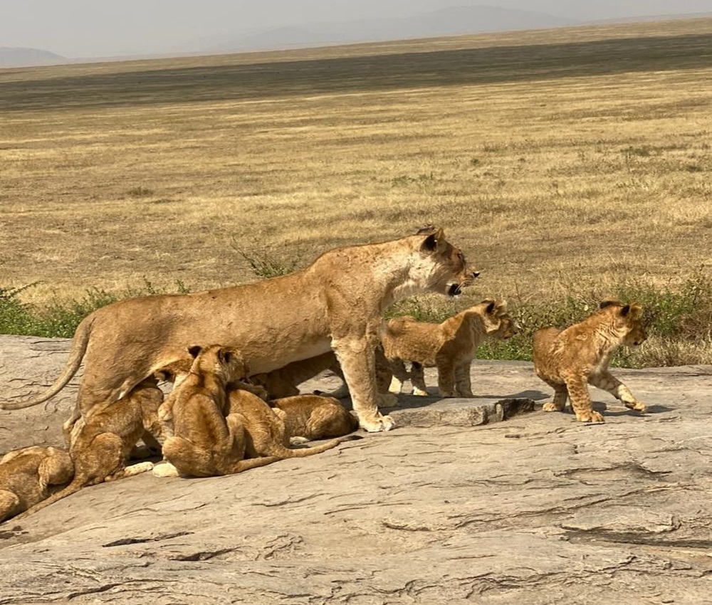 7-Day Wildlife Safari Experience: Serengeti, Ndutu & Ngorongoro During Calving Season