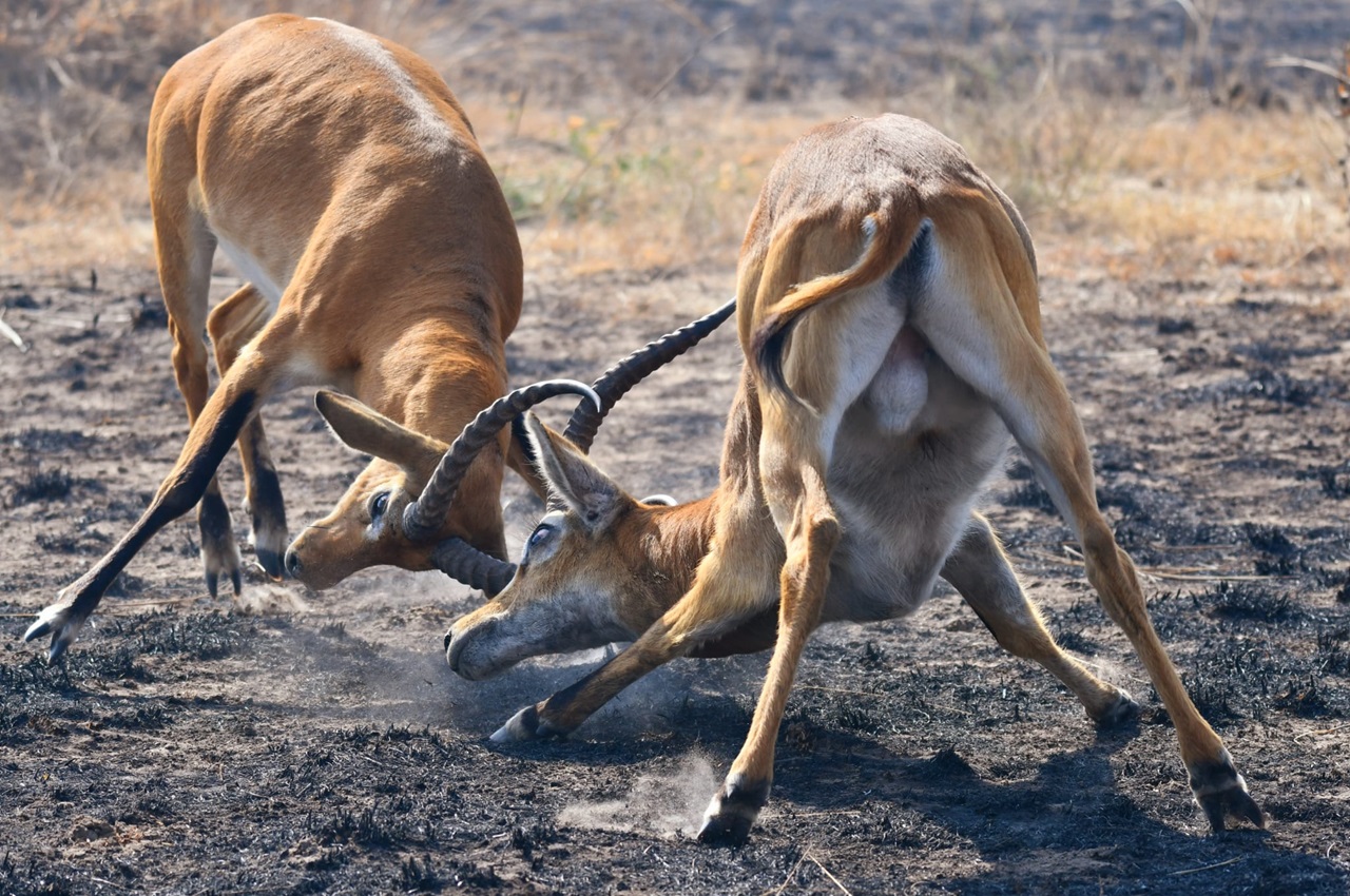 9-Day Tanzania Safari & Zanzibar Beach Experience