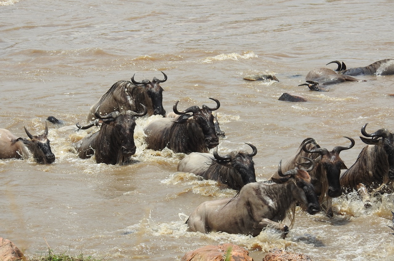 7-Day Northern Tanzania Wildebeest Migration Safari