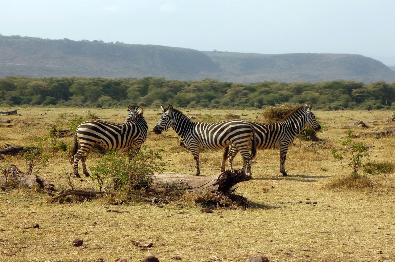 3 Days mid-range Safari Tarangire, Ngorongoro & Lake Manyara 