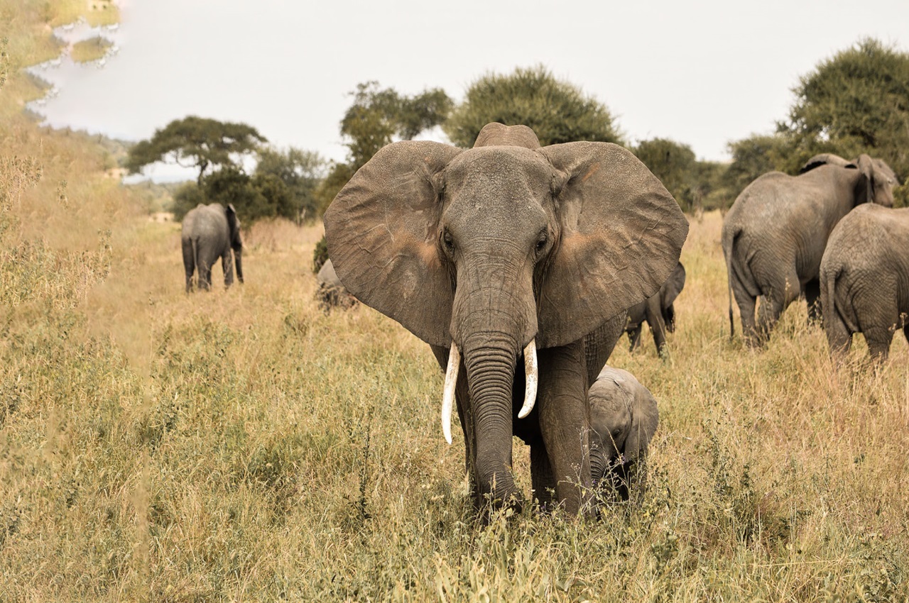 5 _Days Northern Tanzania Parks Luxury Safari