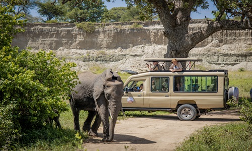 Shafino wildlife safaris